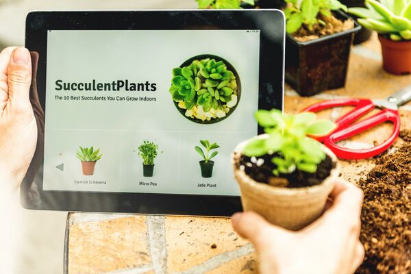 Online is booming – also for plants